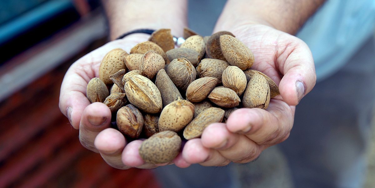 Almonds in shells in hands