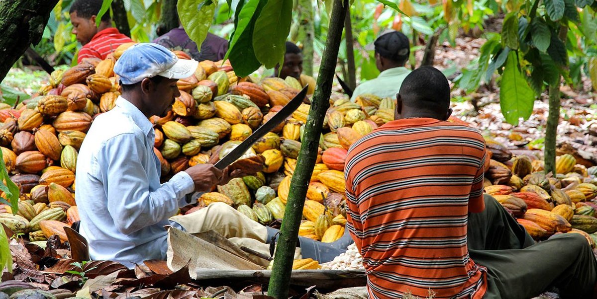 Men working on collecting and cutting cocoa pods
