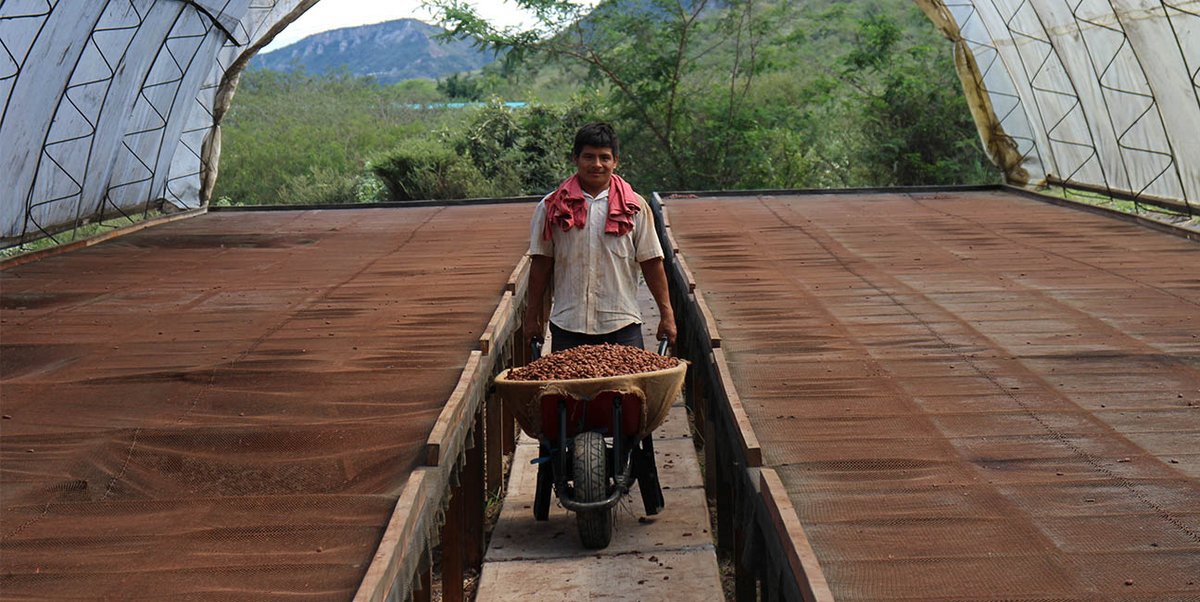 Man holding wheel barrel full of cocoa beans