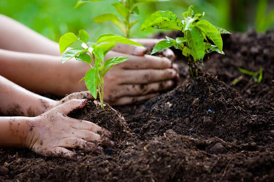 People planting plants in compost