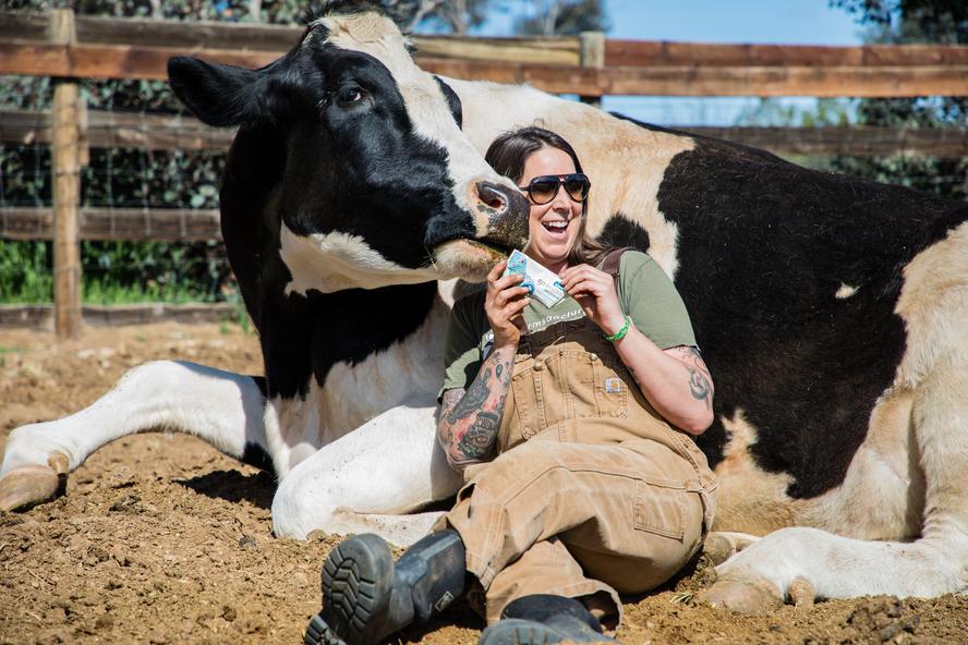 Cow next to woman holding GoMacro MacroBar