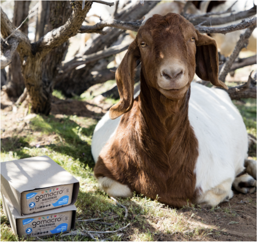 Goat next to box of GoMacro MacroBars