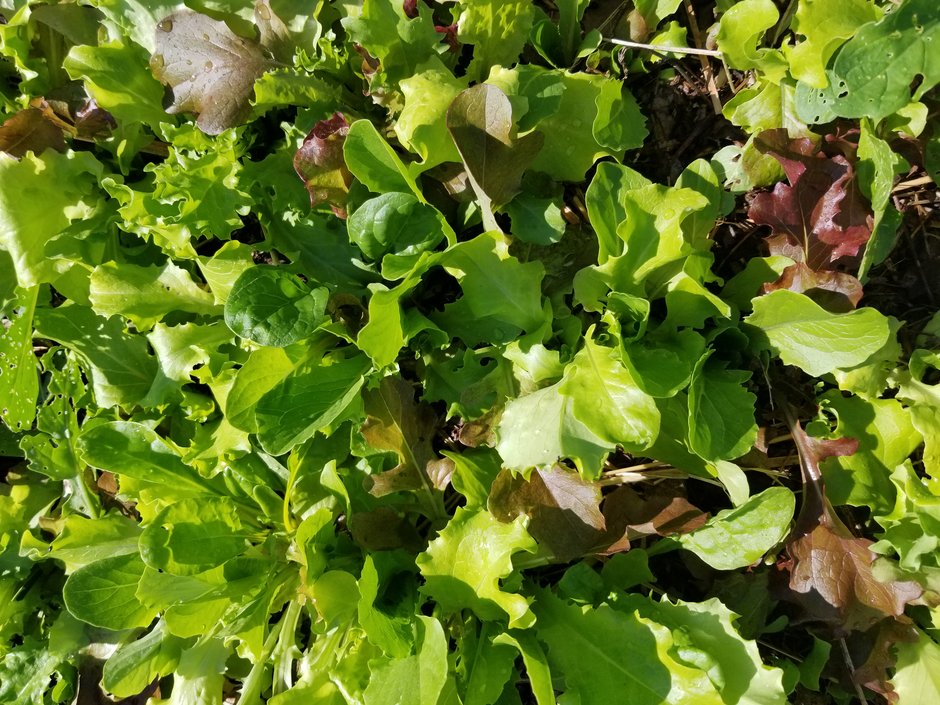 Lettuce
