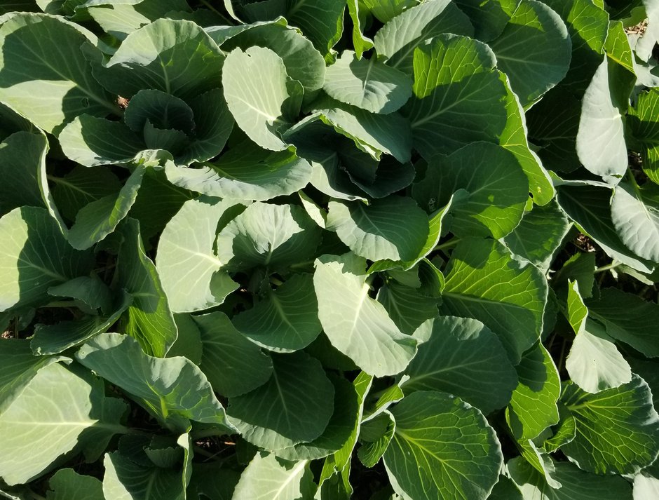 Cabbage