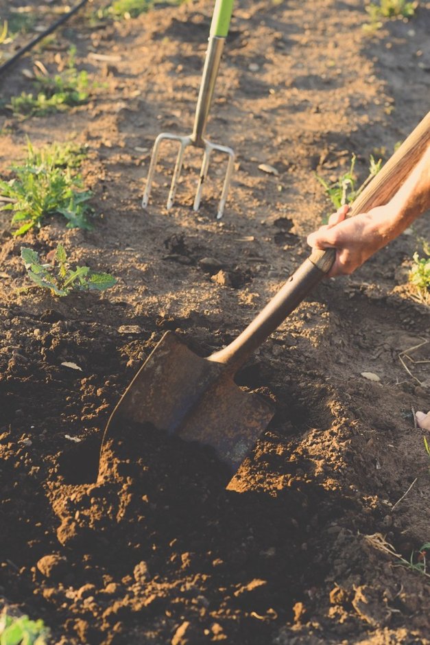 Shoveling to plant a vegetable garden