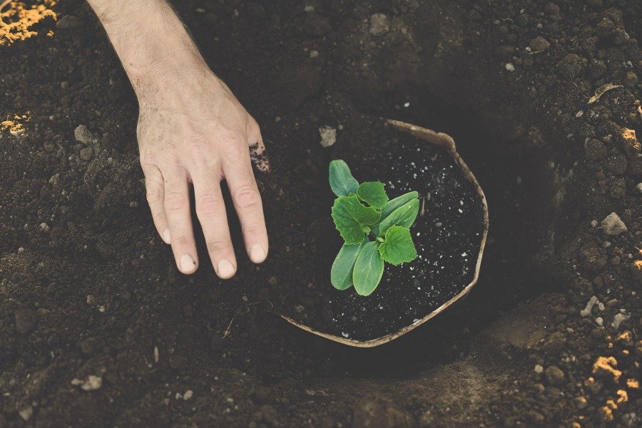 Planting a vegetable into the ground using compostable packaging