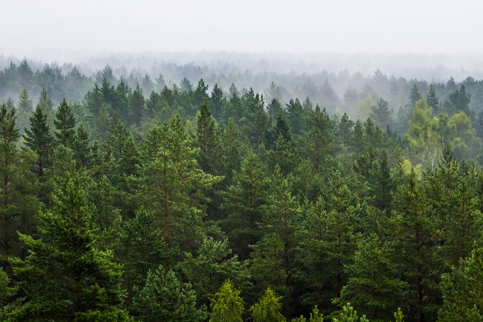 Forest landscape