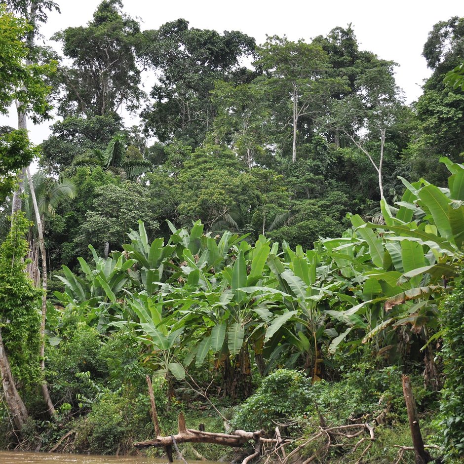 Rainforest