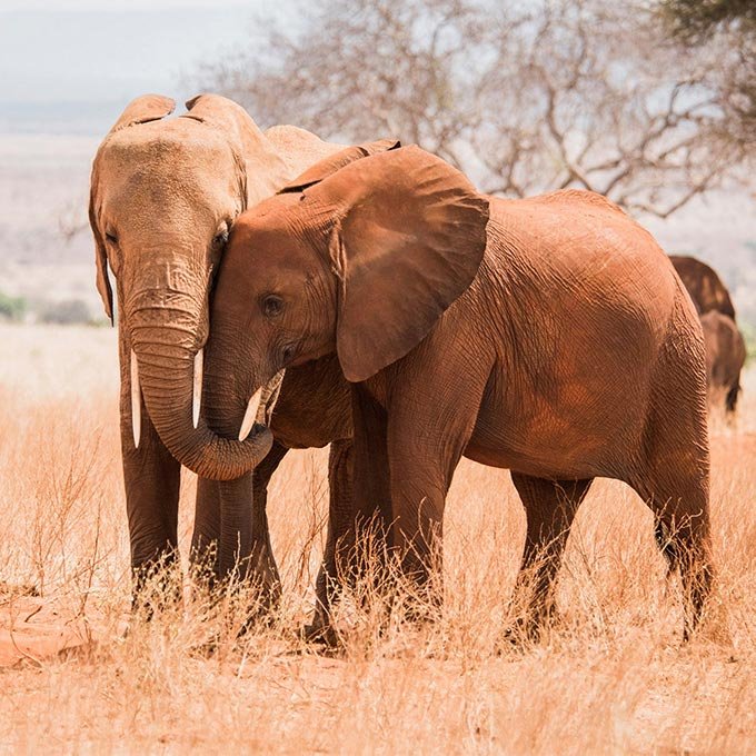 Two elephants interlocking trunks