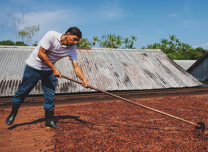 Man working on cocoa beans that are drying in the sun