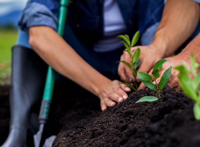 People planting plants into soil