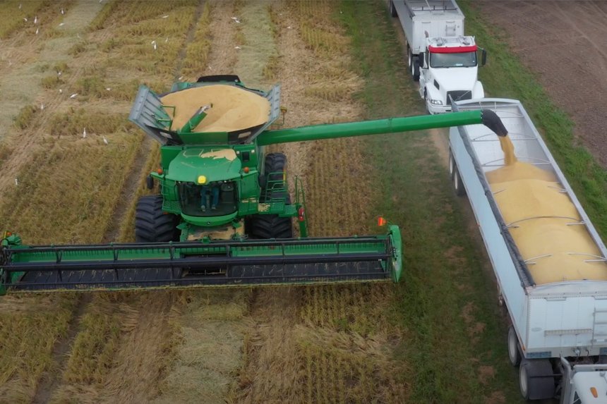 Tractor harvesting brown rice