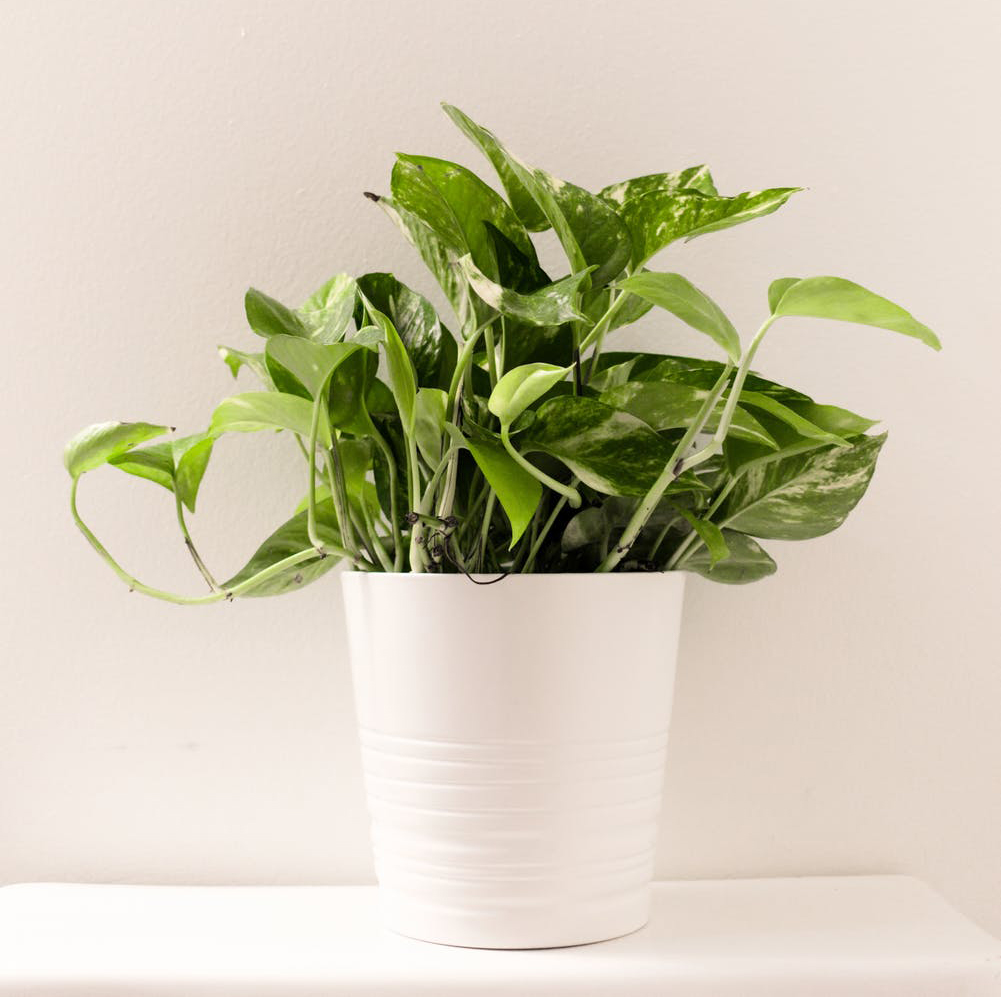 Growing green plant in a white pot