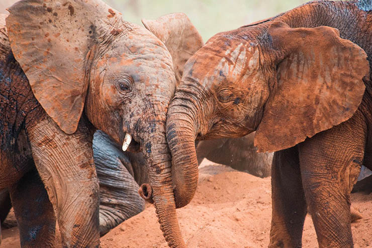Two elephants with interlocked trunks