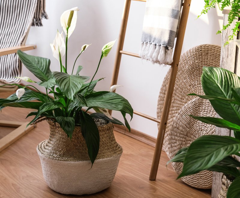 5 Best Houseplants for Clean Air