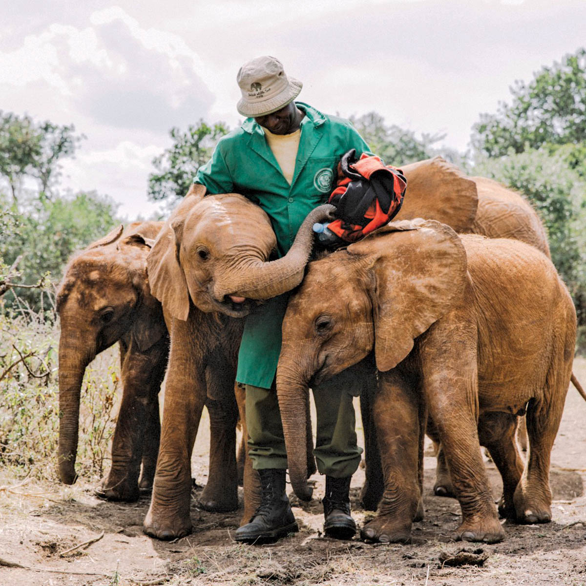 Man surrounded by baby elephants