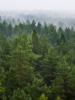 Aerial view of a forest landscape