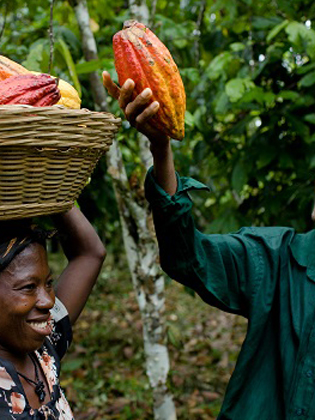 Woman with a basket full of cocoa pods