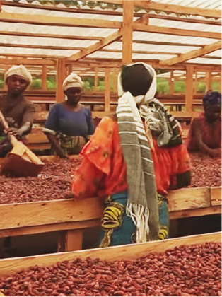 Organic and fair trade chocolate in Agostoni Chocolate drying centers