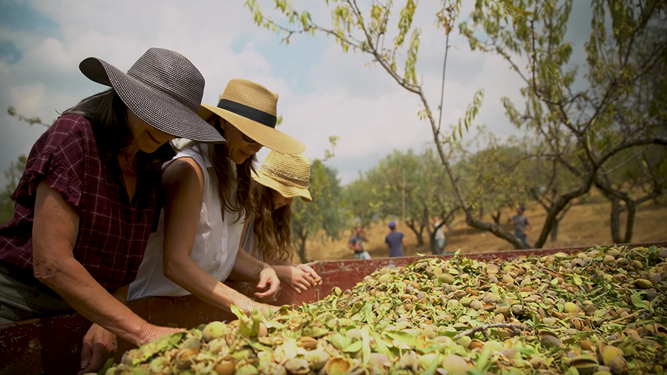 Women picking through container of freshly sourced almonds