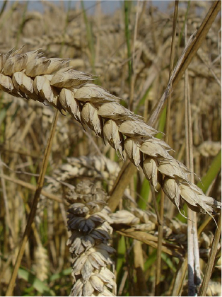 Organic oat stalk