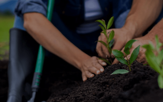 People planting plants into soil