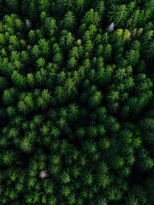 Aerial view of forest