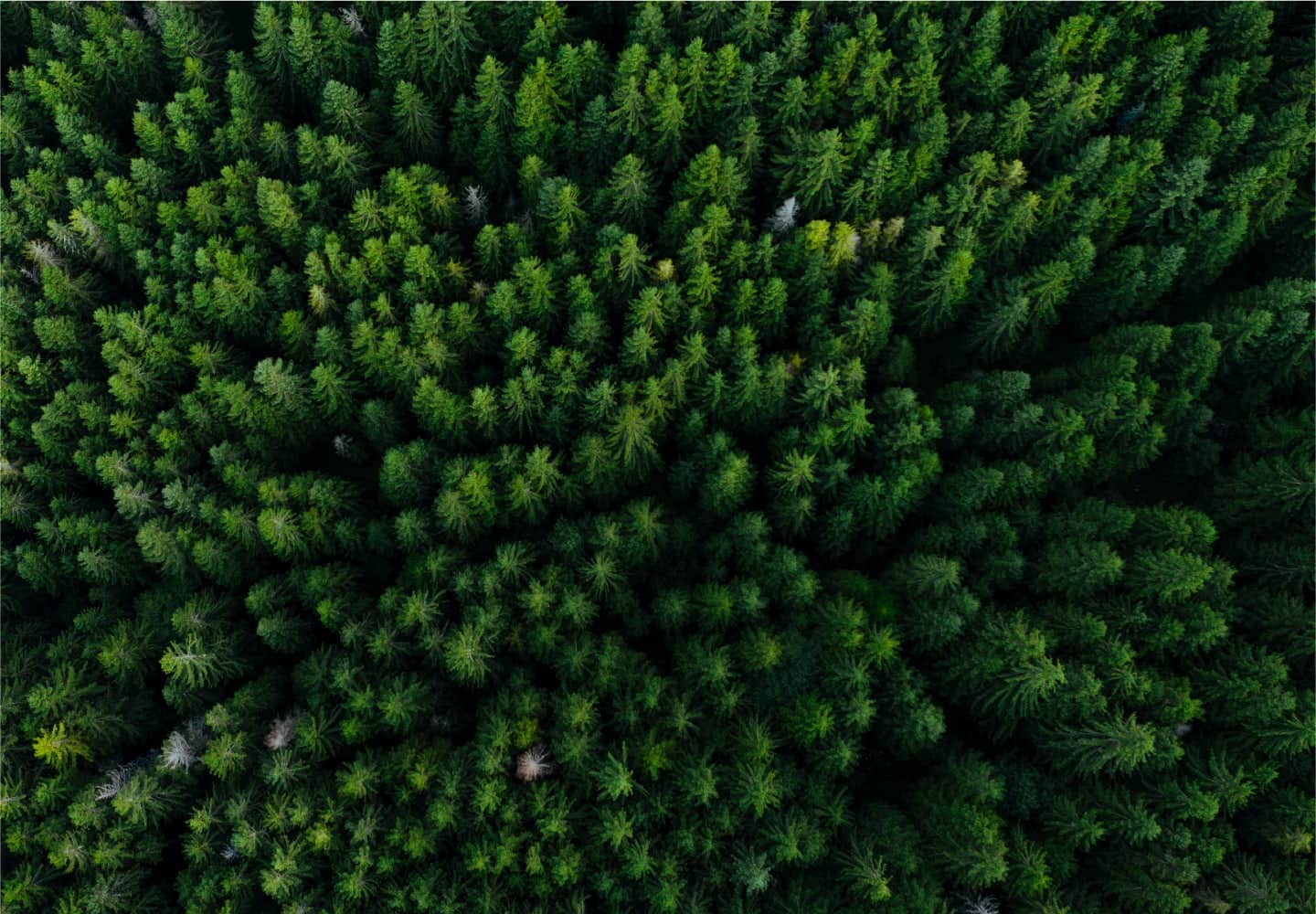 Aerial view of forest