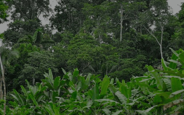 Forest landscape