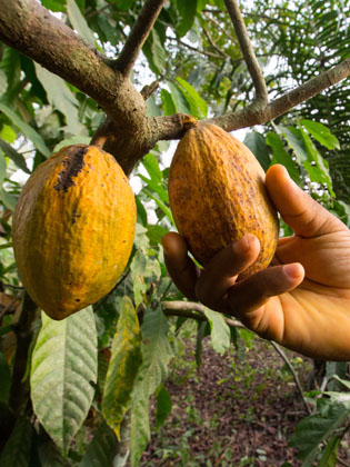 Man's harvesting cocoa pods